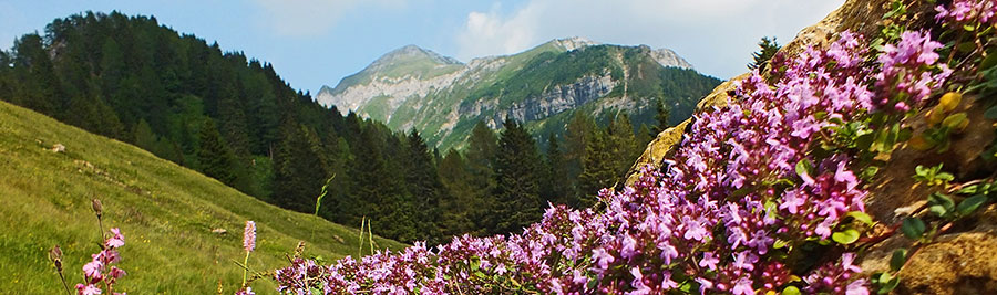 Fiori di timo con sullo sfondo il Monte Cavallo